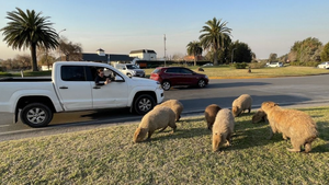 Video: Chuột lang nước khổng lồ xâm chiếm thành phố ở Argentina