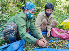 Ảnh: Người dân Gia Lai đổ xô vào rừng săn loại quả 3 năm mới có một lần