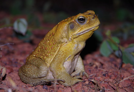 Kinh dị thói quen 'làm thịt' đồng loại của cóc mía