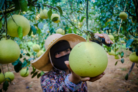 Hơn 20.000 tấn bưởi Phúc Trạch mắc kẹt vì dịch COVID-19, giá giảm mạnh