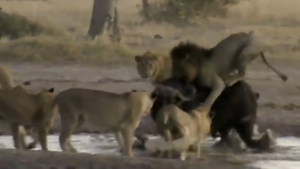 Video: Trâu rừng một mình chống lại cả đàn sư tử