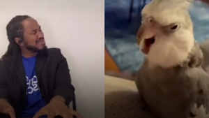 Video: Người đàn ông đệm đàn cho chú vẹt hát gây sốt mạng xã hội