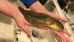 ‘Bé’ nòng nọc siêu hiếm gây kinh ngạc với kích thước khổng lồ