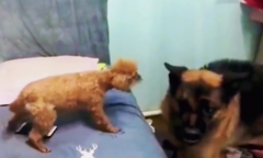 Chó nhỏ hổ báo bị chó to dằn mặt