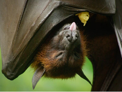 Ấn Độ chạy đua đối phó với đợt dịch virus Nipah chết chóc