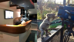 ‘Thu ngân’ Kangaroo, ‘đạo diễn’ gấu túi: Những hình ảnh thú vị chỉ có ở nước Úc