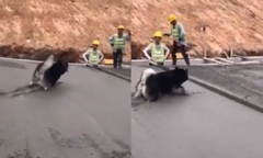 Thợ xây bất lực nhìn chú chó đi dạo trên nền bê tông mới đổ