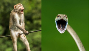 Loạt ảnh độc hé lộ bộ mặt hài hước 'khó đỡ' của thế giới động vật