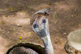 Đang ngủ thấy nhột chân, bật dậy xem thấy rắn hổ mang chui vào chăn