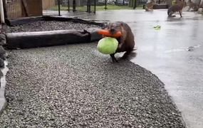 Hải ly vất vả bê đồ ăn về chuồng