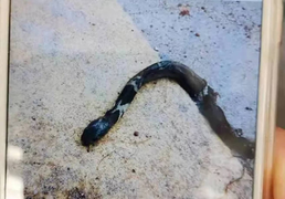 Bị đánh, rắn hổ mang giả vờ chết để trả thù