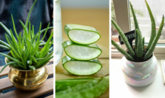 Lô hội, gừng - loại cây trồng trong nhà có lợi cho sức khỏe