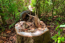 Ảnh: Hàng chục cây dầu rái cổ thụ trong rừng phòng hộ ở Quảng Ngãi bị ‘xẻ thịt’