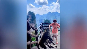 Video: Mải mê nhảy múa, người phụ nữ bị khỉ trộm túi xách