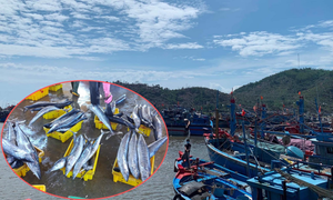 Ảnh: Cảng cá ở Quảng Ngãi đóng cửa, hàng trăm tấn hải sản ứ đọng