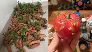 Dân tình giật mình khi phát hiện rau củ quả mua rồi để quên, nhìn mà khóc thét