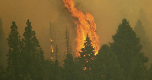 Bọc chăn chống lửa bảo vệ cây cổ thụ lớn nhất thế giới