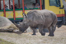 Buổi 'xem mắt' thảm họa khiến tê giác cái bỏ mạng