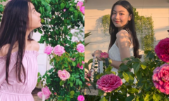 Quyền Linh trồng hoa hồng cho con gái 'sống ảo', ảnh nào cũng đẹp như hoa hậu