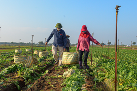 Ngày đầu trở lại sau giãn cách, vựa rau lớn nhất Hà Nội tất bật người ra kẻ vào
