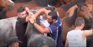 Video: Lễ hội thuần hóa ngựa hoang của người Tây Ban Nha