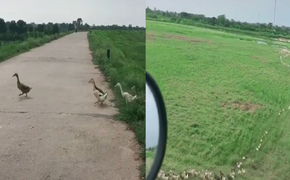 Tài xế mệt mỏi đợi hàng nghìn con vịt qua đường