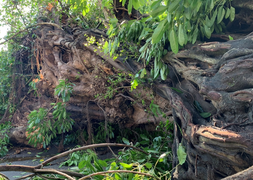 Cận cảnh cây đa hơn 200 năm tuổi bật gốc, đè chết người 