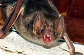 Vì sao dơi sống sót khi mang virus chết người?