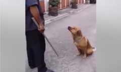 Chú chó làm vẻ mặt đáng thương để không bị chủ mắng