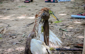 Ảnh: Những chiêu 'độc' đánh bắt chim trời theo kiểu 'tận diệt' ở Hà Tĩnh