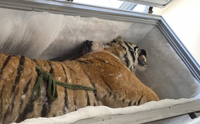 Khởi tố người 'giữ hộ' xác hổ 160 kg trong tủ đông lạnh