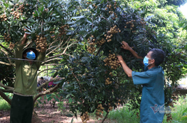 Đặc sản nhãn Hưng Yên mất mùa, giá rẻ hơn rau