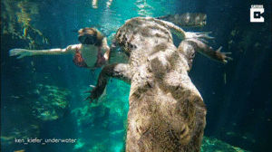 Video: Nhóm du khách liều lĩnh bơi cùng cá sấu ở Mexico