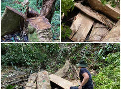 Rừng phòng hộ ở Thừa Thiên - Huế bị xẻ thịt: Lãnh đạo tỉnh chỉ đạo kiểm tra