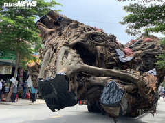 Ảnh: Cận cảnh di dời cây đa hơn 200 năm tuổi, bật gốc đè chết người ở Quảng Ngãi