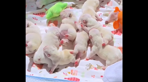 Đàn chó con mới đẻ đáng yêu không chịu nổi