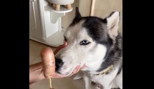 Chó ngao ngán khi bị chủ trêu ghẹo bằng đồ ăn