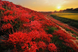 Xao xuyến ngắm sắc đỏ đầy mê hoặc của loài ‘hoa địa ngục’ khi thu về