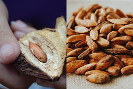 Hạt bàng - quà vặt của học sinh ngày xưa, nay được 'săn đón' với giá nửa triệu