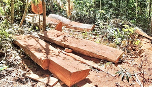 Khởi tố, bắt tạm giam thêm 2 bị can phá rừng ở Phú Yên