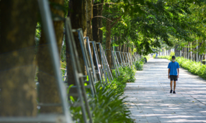 Hà Nội: Hiểm hoạ khôn lường từ những chiếc 'gông sắt' chống đỡ hơn 400 cây xanh