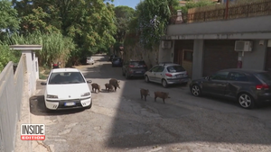 Video: Lợn rừng tràn ra đường ở Rome, Italy