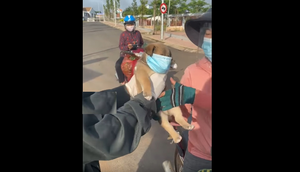 Cún cưng đeo khẩu trang xuống phố cùng chủ