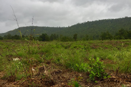 Khởi tố vụ hủy hoại gần 12ha rừng ở Gia Lai