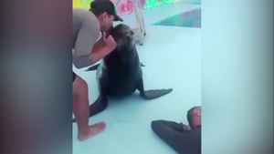 Hải cẩu cười ha ha đắc ý khi trêu chọc con người