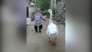 Ngỗng làm vệ sĩ, hộ tống em bé đi chơi
