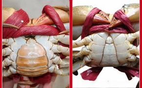 Đố bạn con nào là cua đực, con nào cua cái?