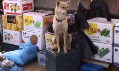 Chó bán hàng thay chủ, khách không dám 'ăn gian'