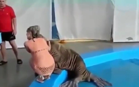 Người đẹp hốt hoảng khi bị hải cẩu 'sàm sỡ'