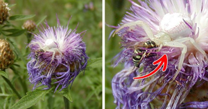 Kinh ngạc khả năng ngụy trang 'siêu đẳng' của động vật trong tự nhiên